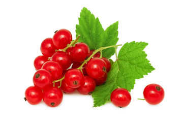 Shop fresh red currants online at Farzana.ae – Tangy, vibrant, and perfect for your recipes!