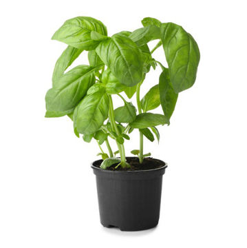 Buy Basil Pot on Farzana.ae Buy Basil Pot Online
