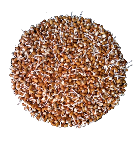 Buy Red Chawli Sprouts Online