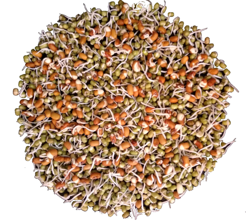 Buy Mixed Beans Sprouts Online