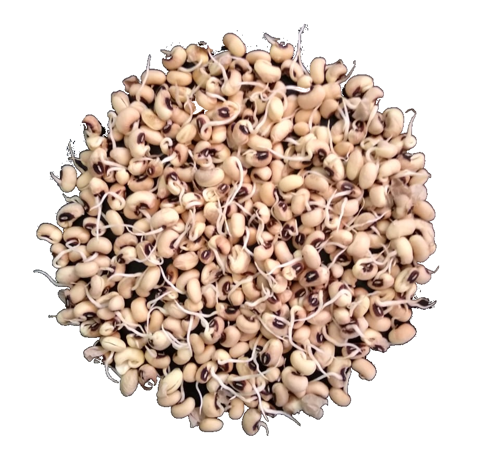Buy Black Eyed Beans Sprouts Online