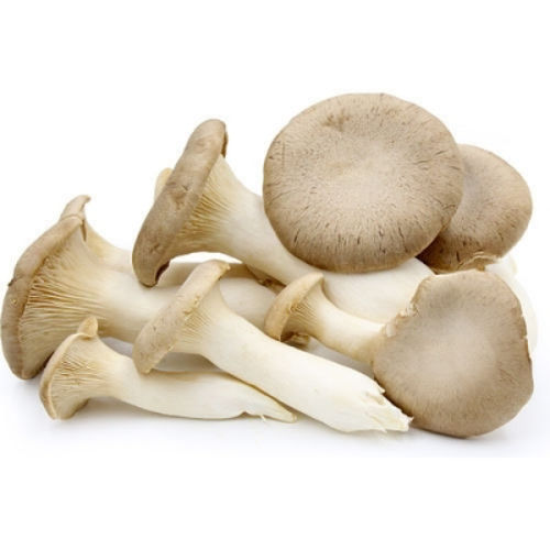 Buy Mushroom Oyster Online