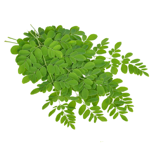 Buy Organic Moringa Leaves Online