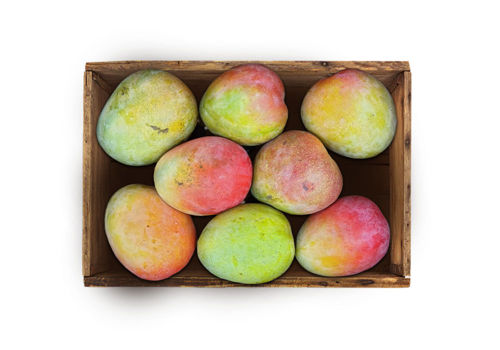 Buy Mango Kent Box Online