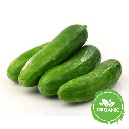 Buy Organic Mini Cucumber Shaker Online