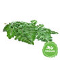 Buy Organic Moringa Leaves Online