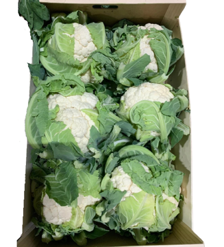Buy Cauliflower Box Online