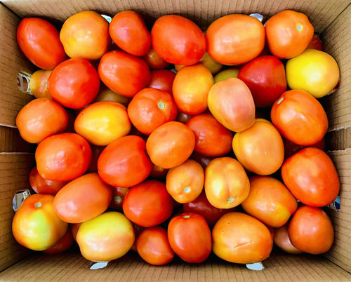 Buy Tomato Box Online