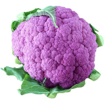 Buy Cauliflower Purple Online