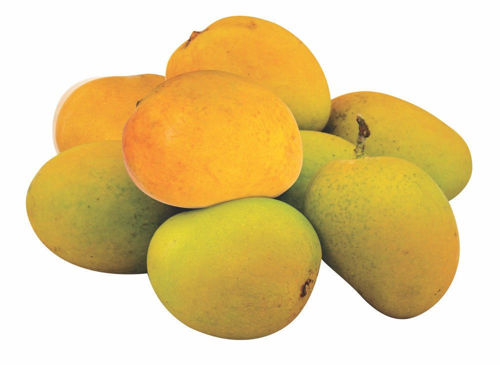 Buy Mango UAE Online