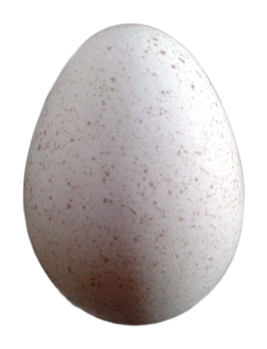 Picture of Peacock Egg