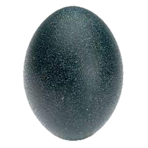 Picture of Emu Egg