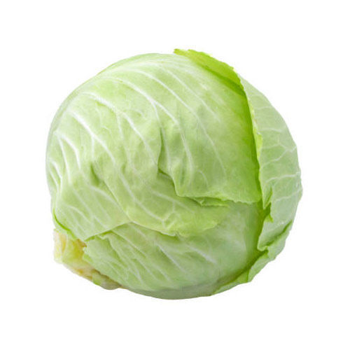 Buy Organic Cabbage White Online