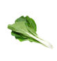 Picture of Pakchoi