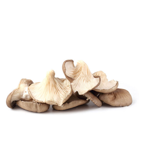 Fresh Oyster Mushrooms 250g – A close-up view of tender oyster mushrooms, showcasing their soft texture and delicate, creamy color.