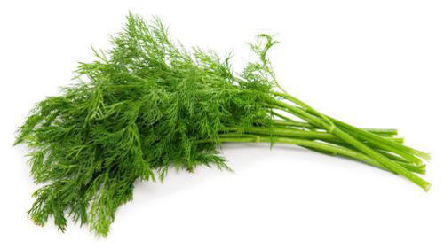 Picture of Dill
