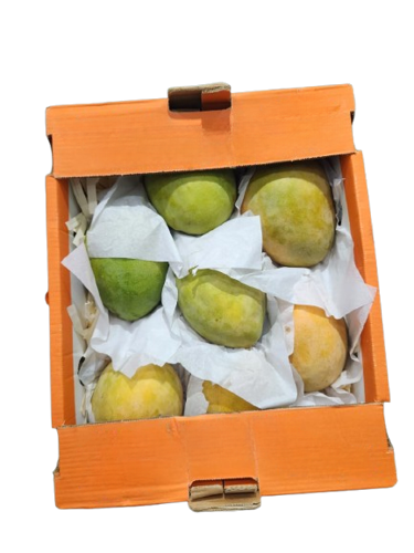 Buy Mango Egypt Box Online