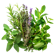 Picture for category Herbs